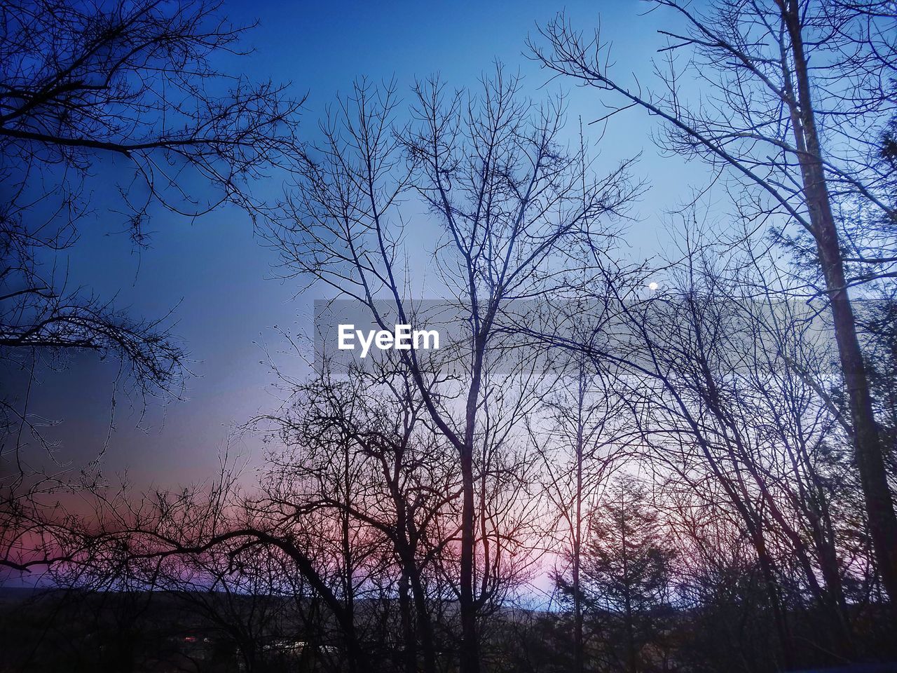 SILHOUETTE OF TREES AGAINST SKY