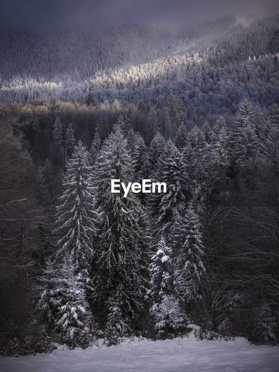 Aerial view of pine trees during winter