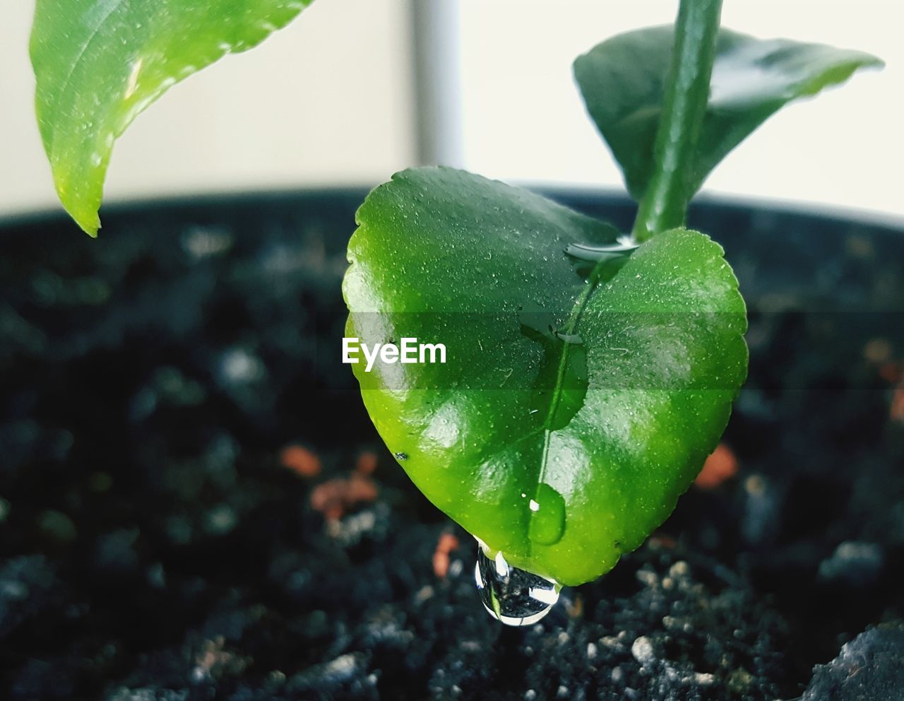 CLOSE-UP OF WATER DROP ON PLANT