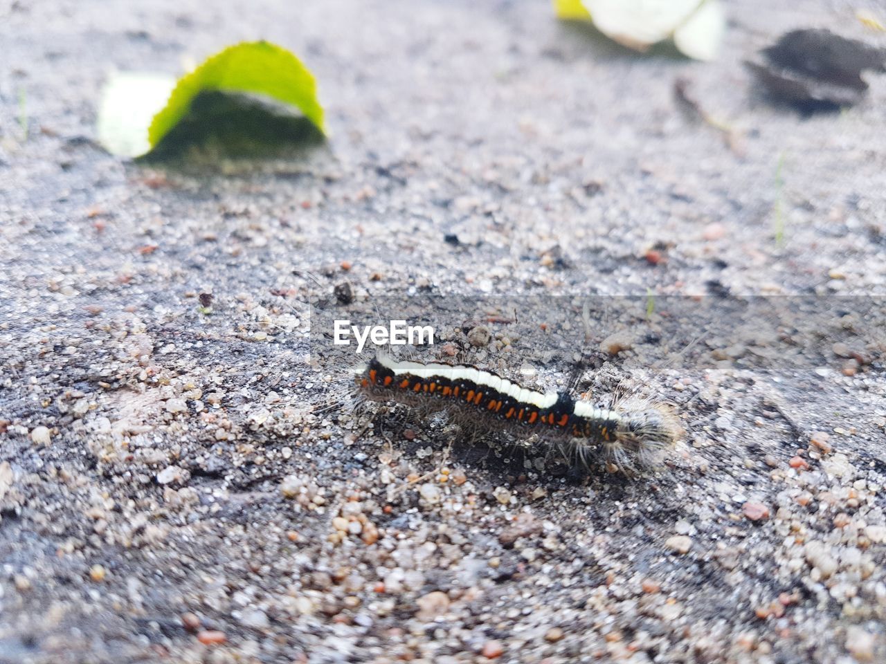 HIGH ANGLE VIEW OF CATERPILLAR ON ROCK