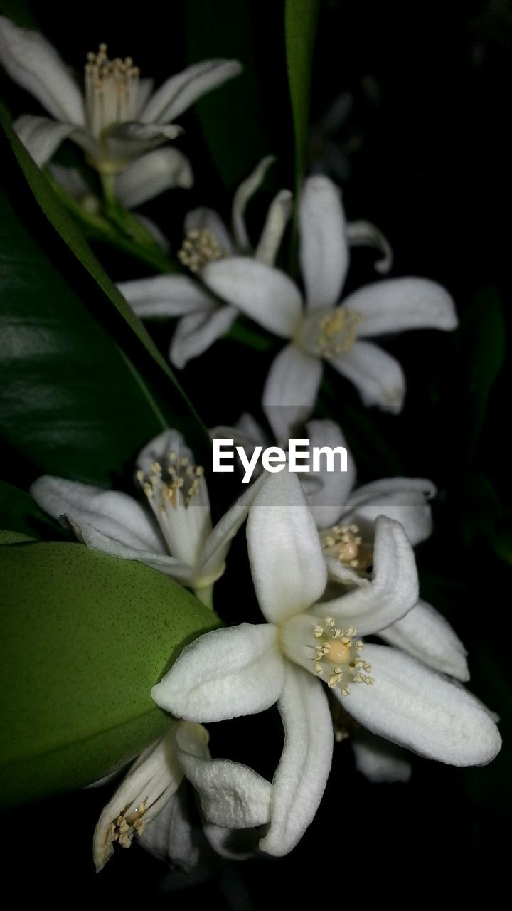 CLOSE-UP OF FLOWERS BLOOMING