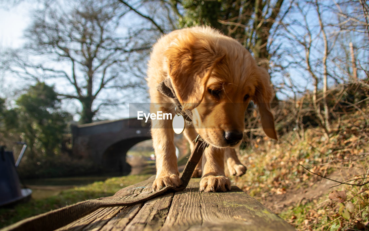 close-up portrait of dog