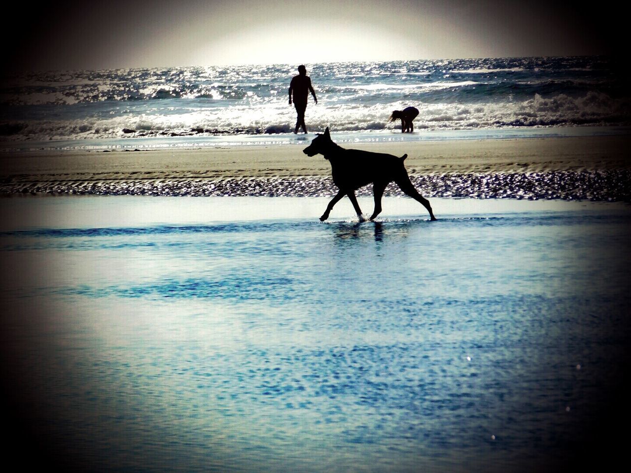 SILHOUETTE OF MAN WITH DOG ON BEACH