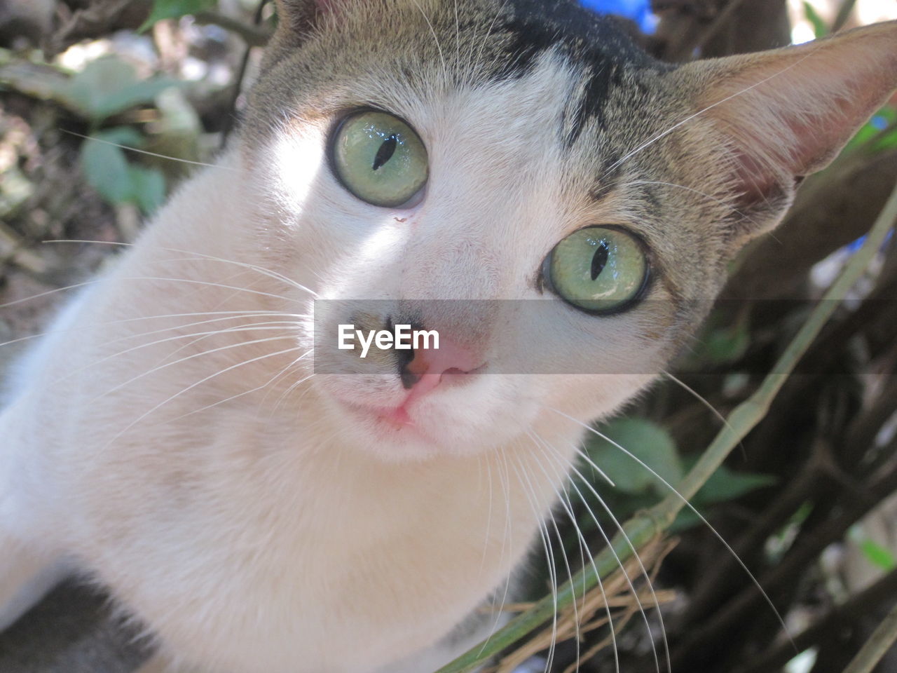 Close-up portrait of cat