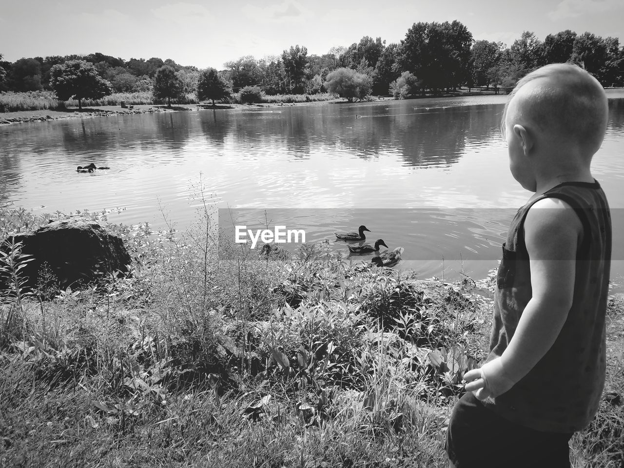 Rear view of boy standing by a lake looking at ducks