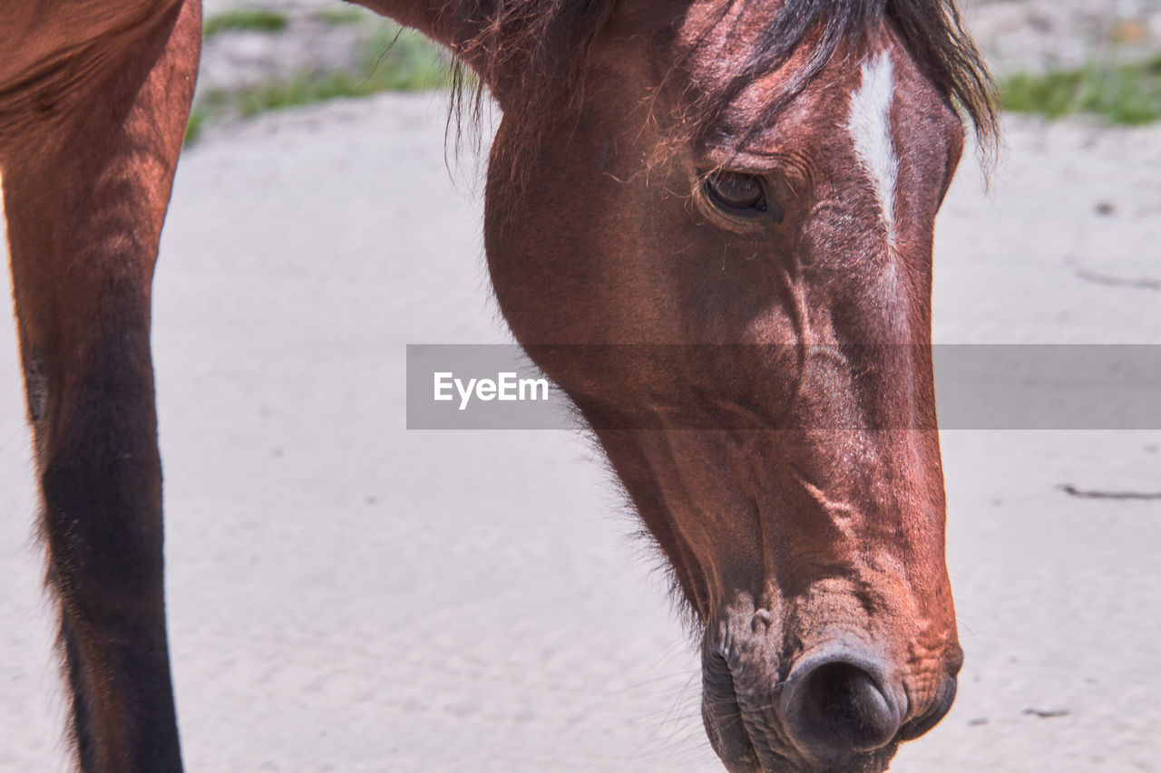 Close-up of horse on field