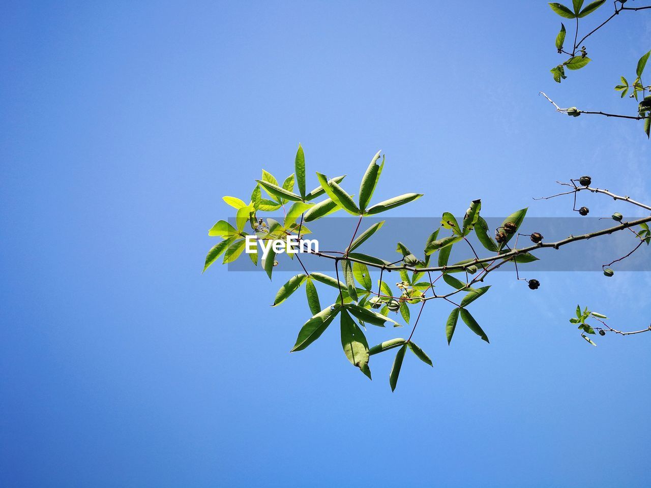 Low angle view of tree against clear blue sky