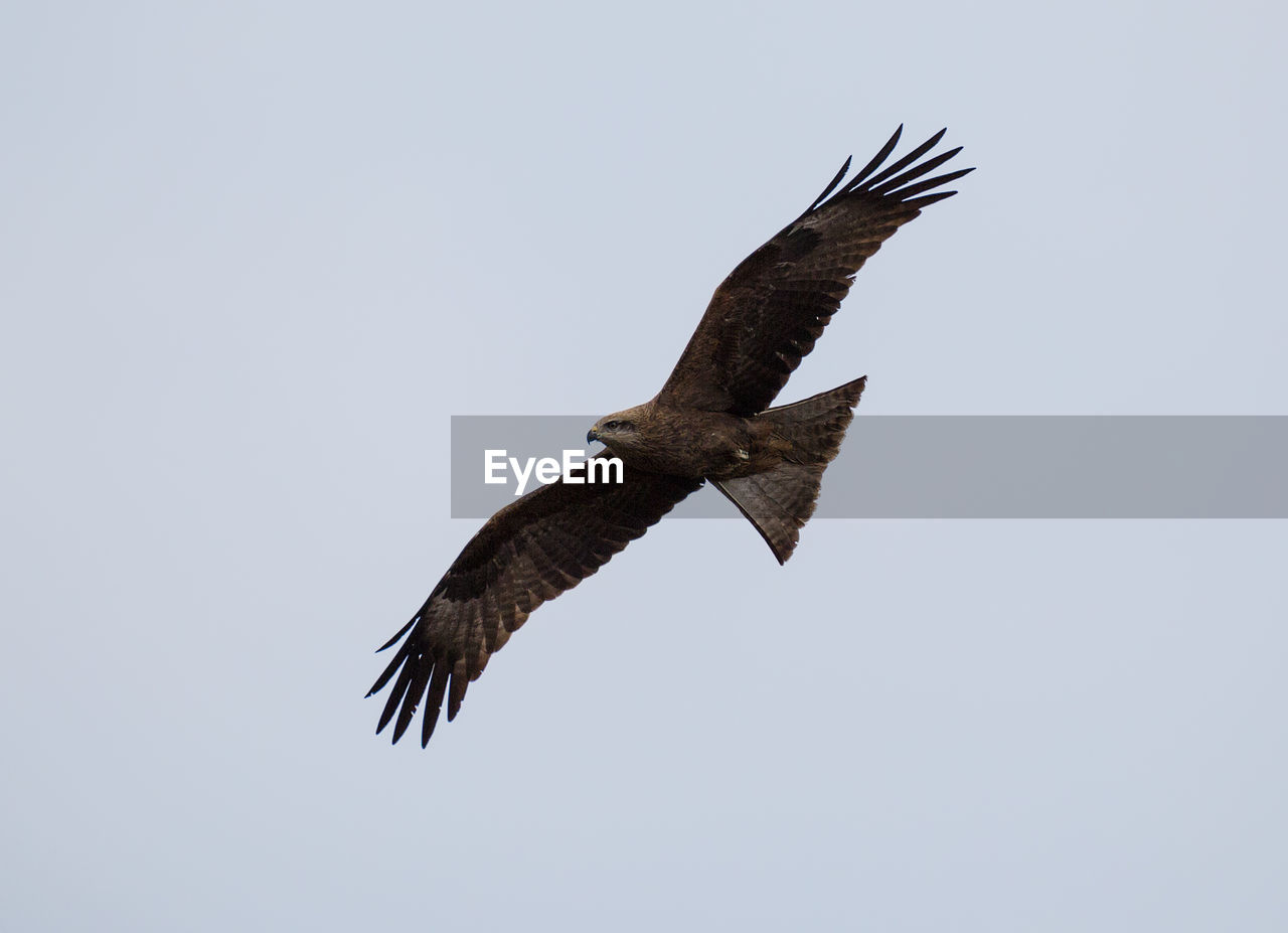 LOW ANGLE VIEW OF EAGLE FLYING