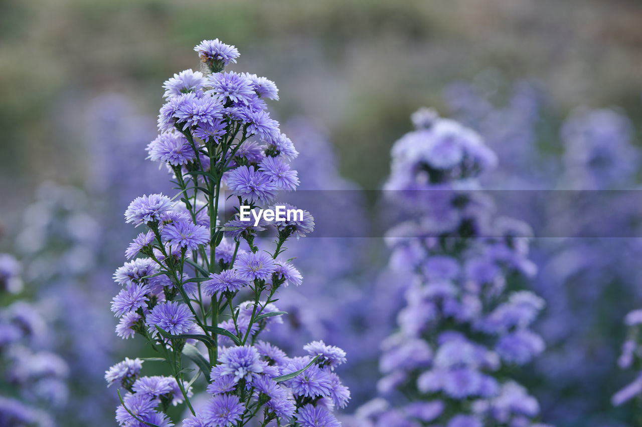 CLOSE-UP OF PURPLE FLOWERS