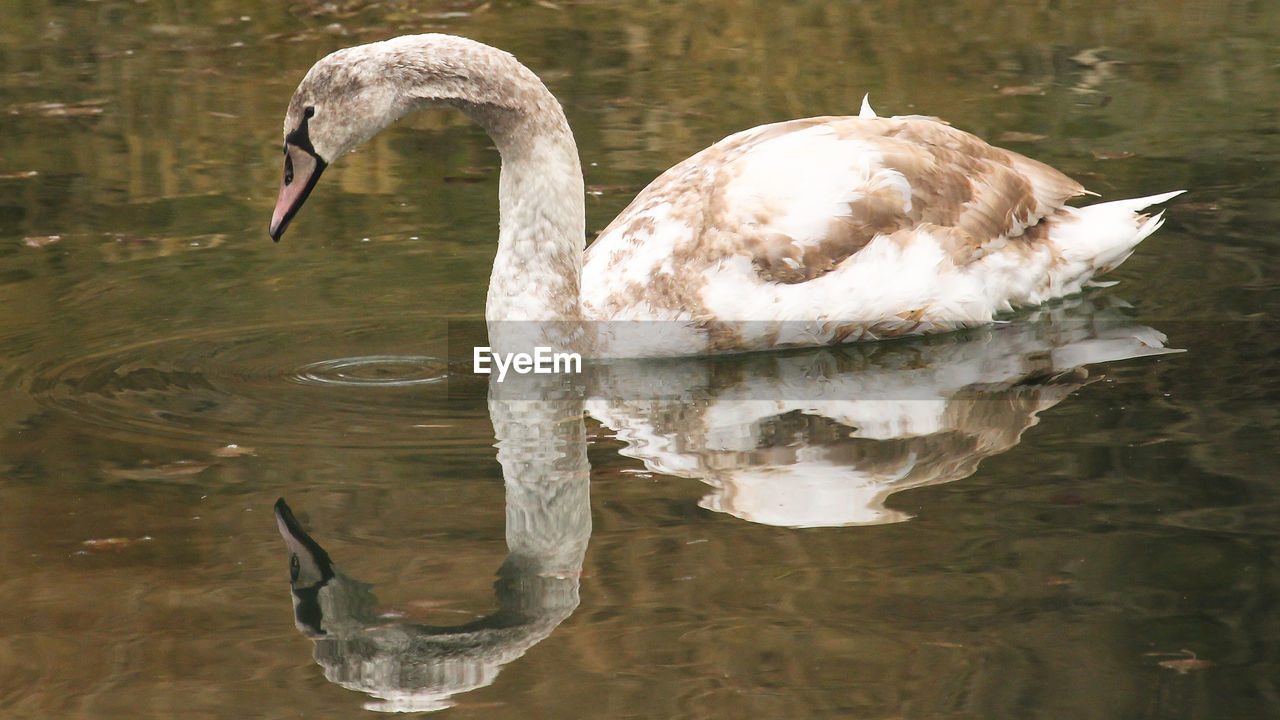 SWANS SWIMMING IN LAKE