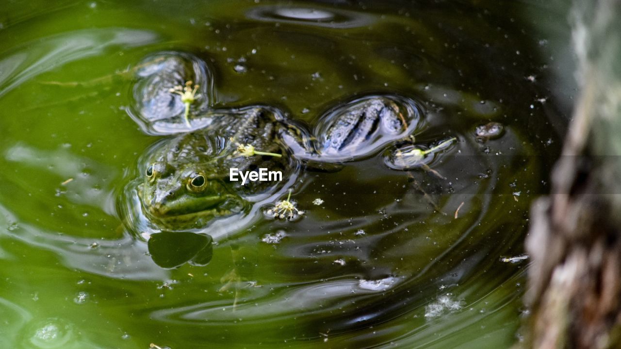 Close-up of frog in lake