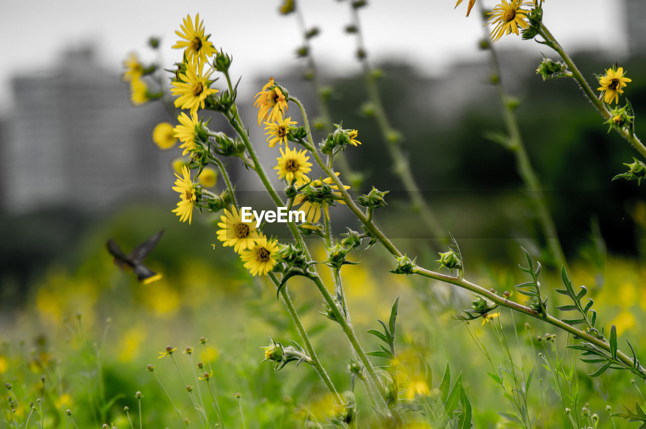 plant, yellow, flower, meadow, flowering plant, green, nature, sunlight, beauty in nature, freshness, grass, field, growth, rapeseed, macro photography, landscape, environment, wildflower, no people, land, focus on foreground, close-up, prairie, outdoors, springtime, sky, food, food and drink, summer, plain, selective focus, blossom, day, rural scene, environmental conservation, social issues, agriculture, plant part, fragility, leaf, herb, tranquility, tree, grassland