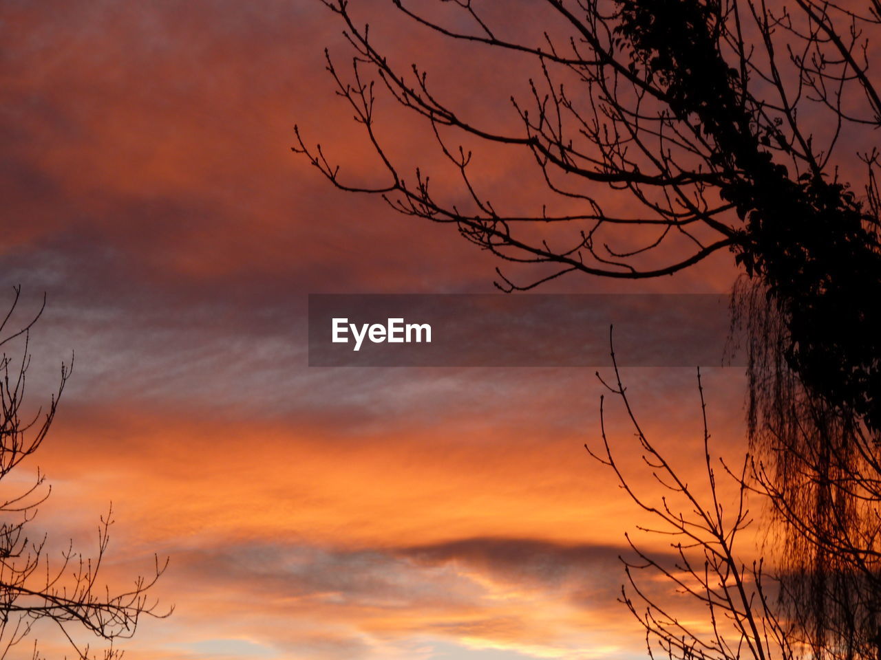 LOW ANGLE VIEW OF BARE TREE AGAINST ORANGE SKY