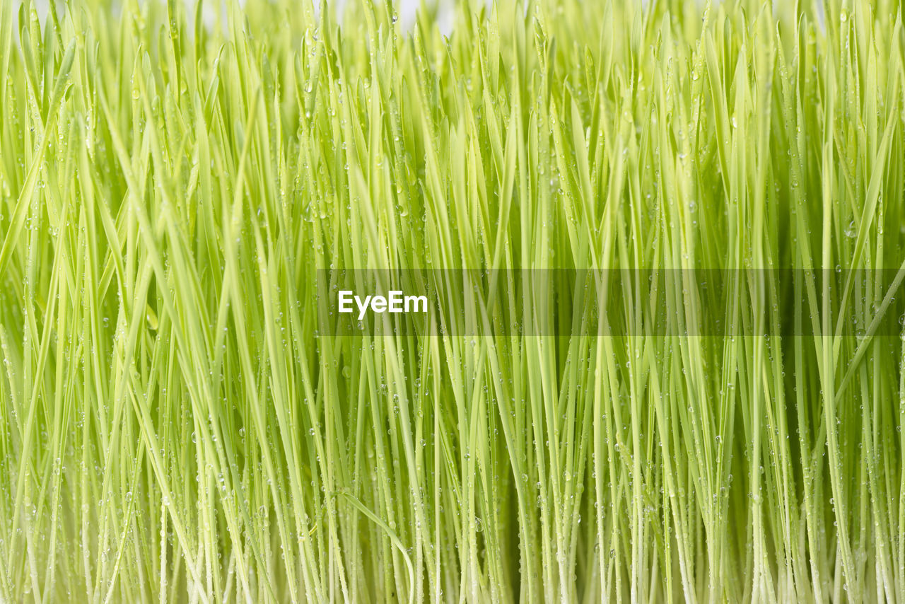Close up wheatgrass background