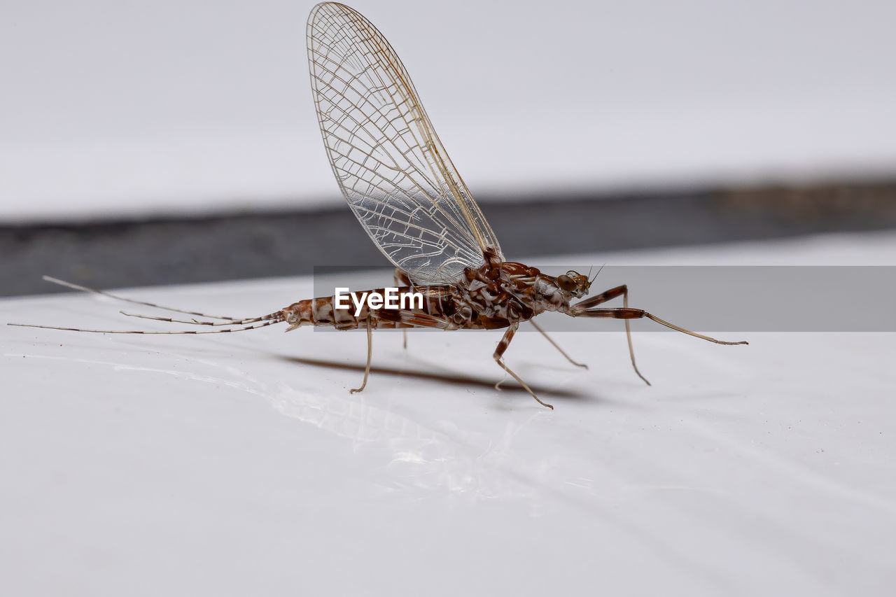 CLOSE-UP OF INSECT ON A LEAF