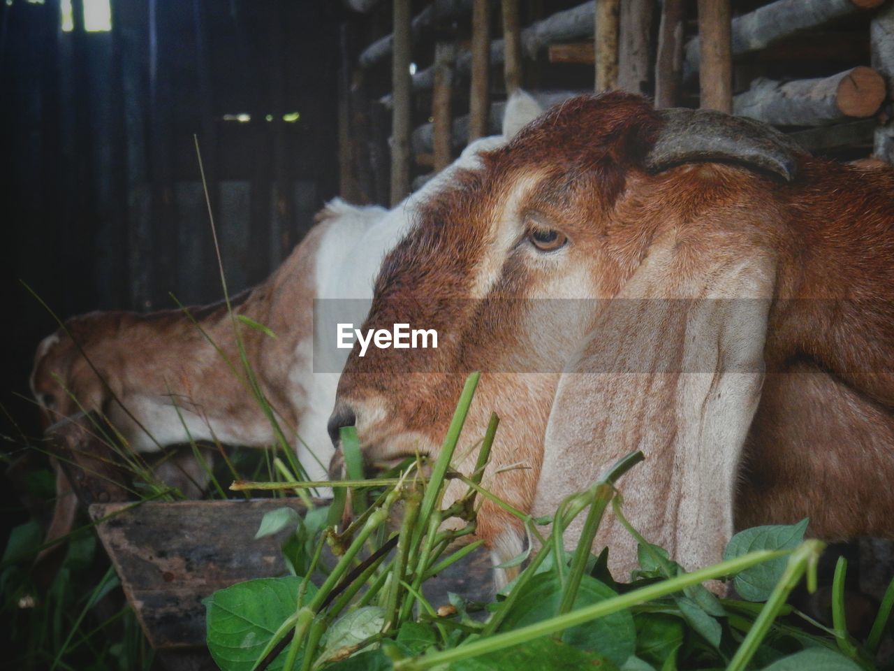 Goats in barn