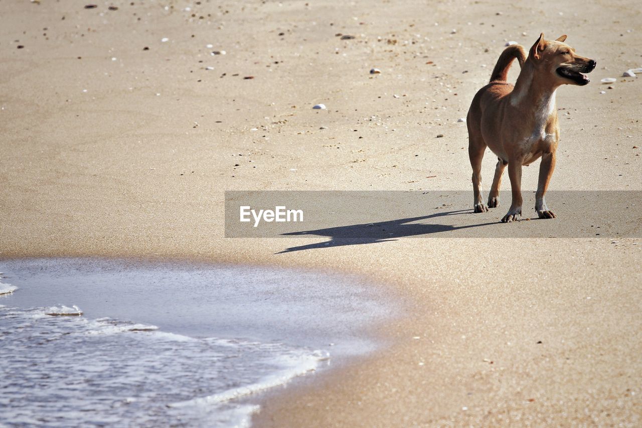 View of dog on beach