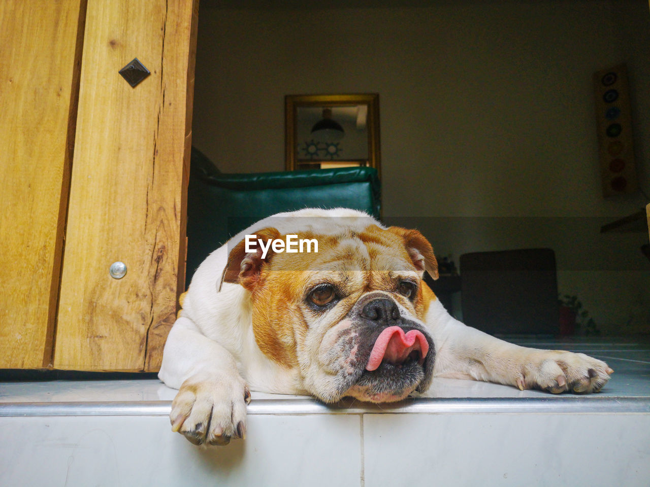 Portrait of dog lying down on floor at home