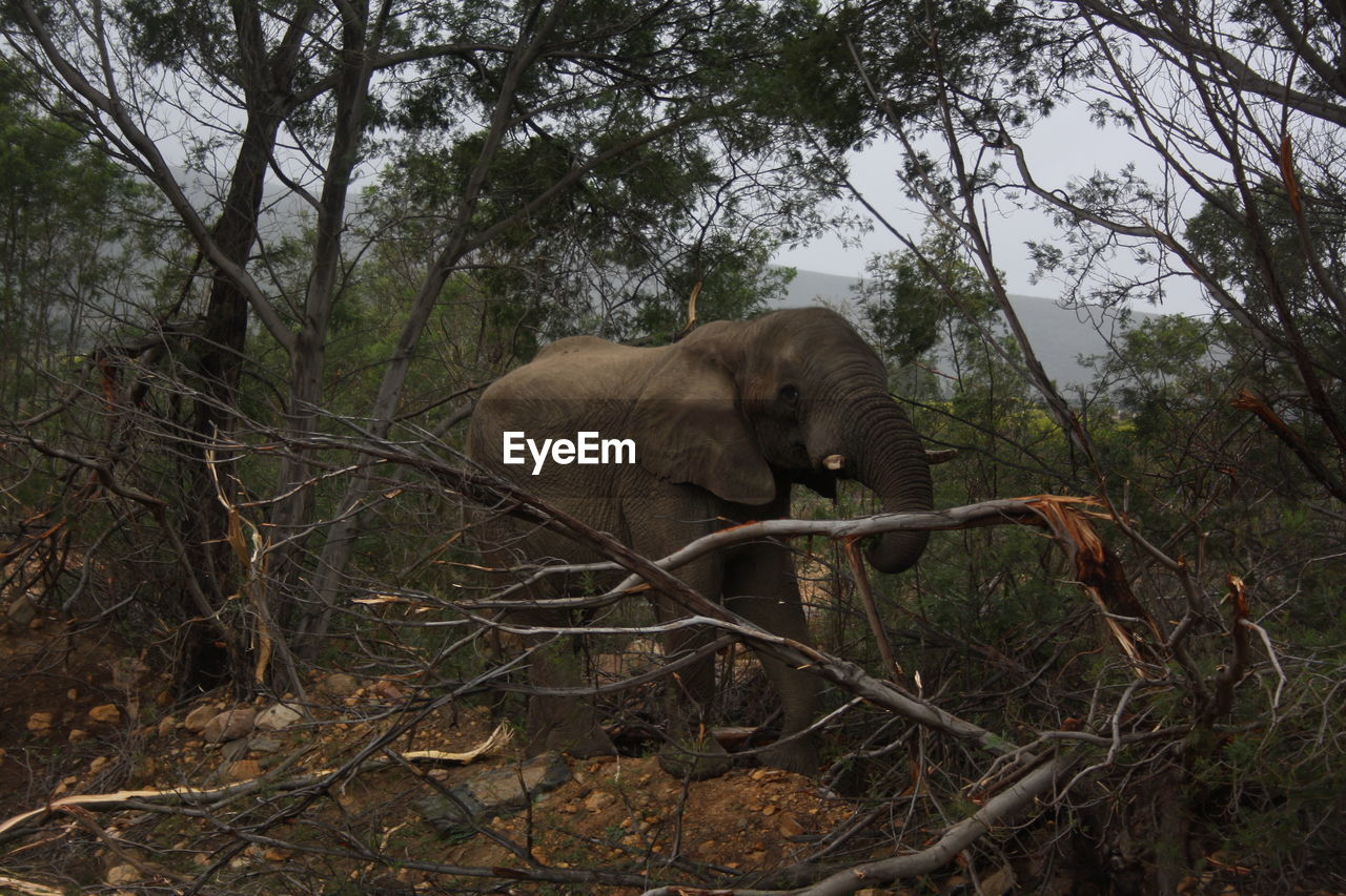 ELEPHANT STANDING IN FOREST