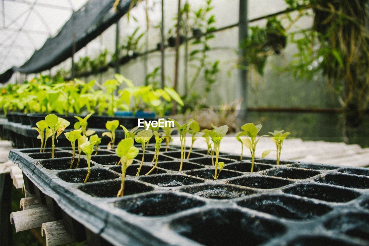 Close-up of seedlings growing in greenhouse