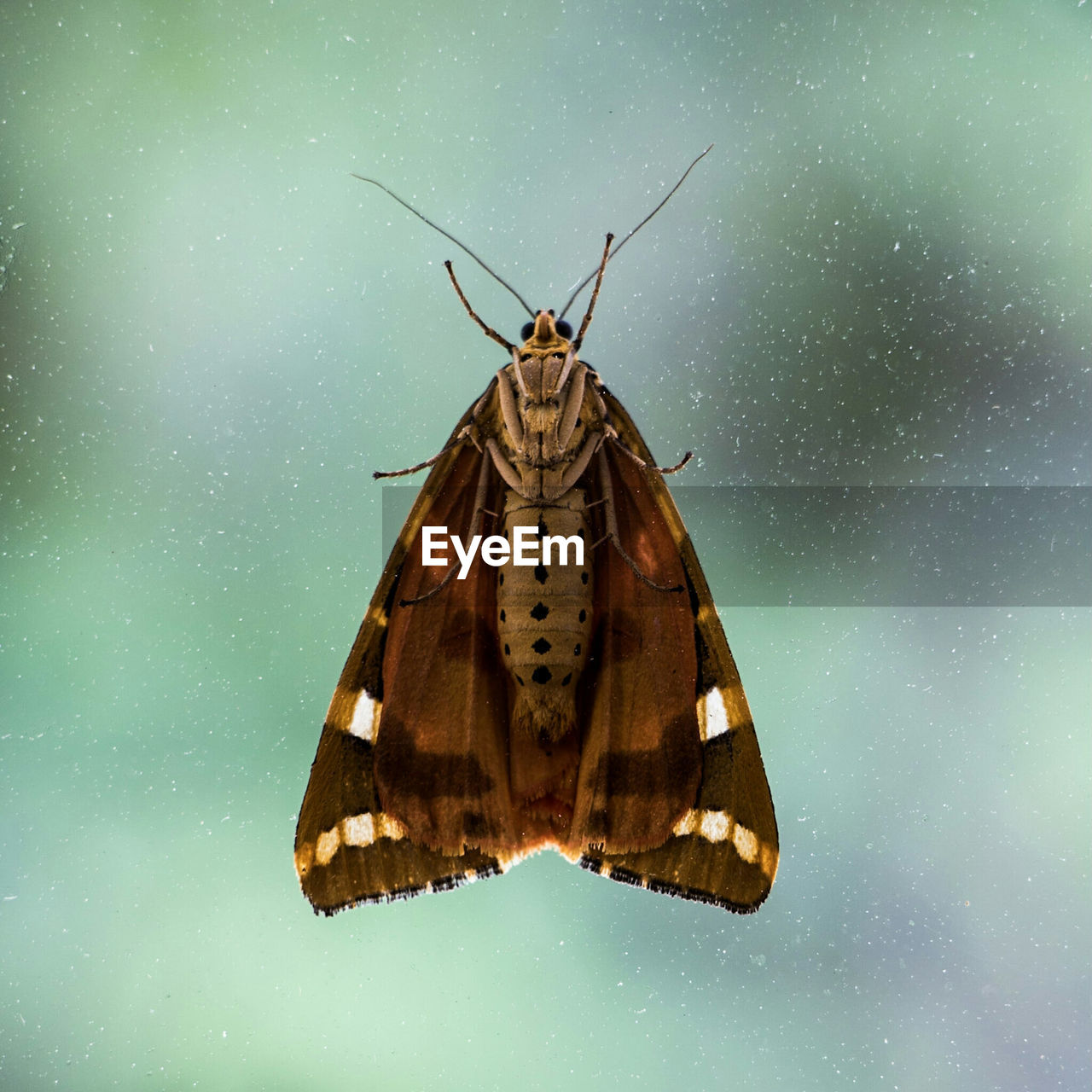 Close-up of insect against sky