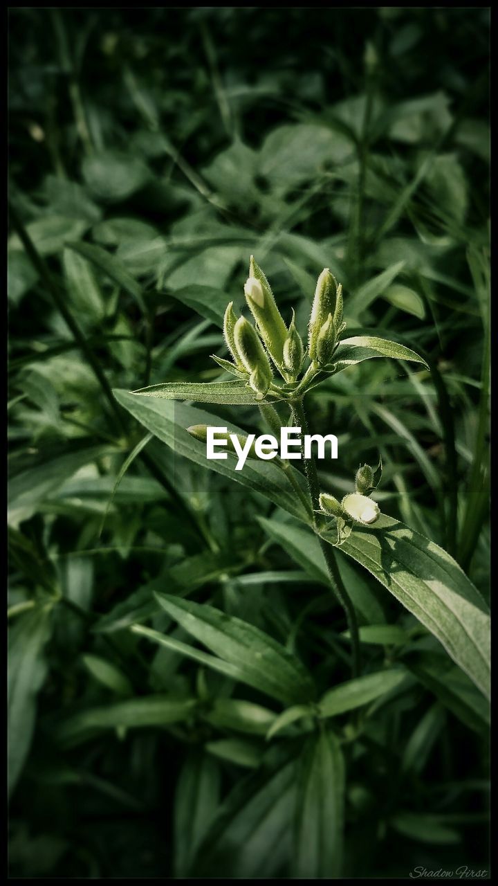 Close-up of buds growing on plant at park