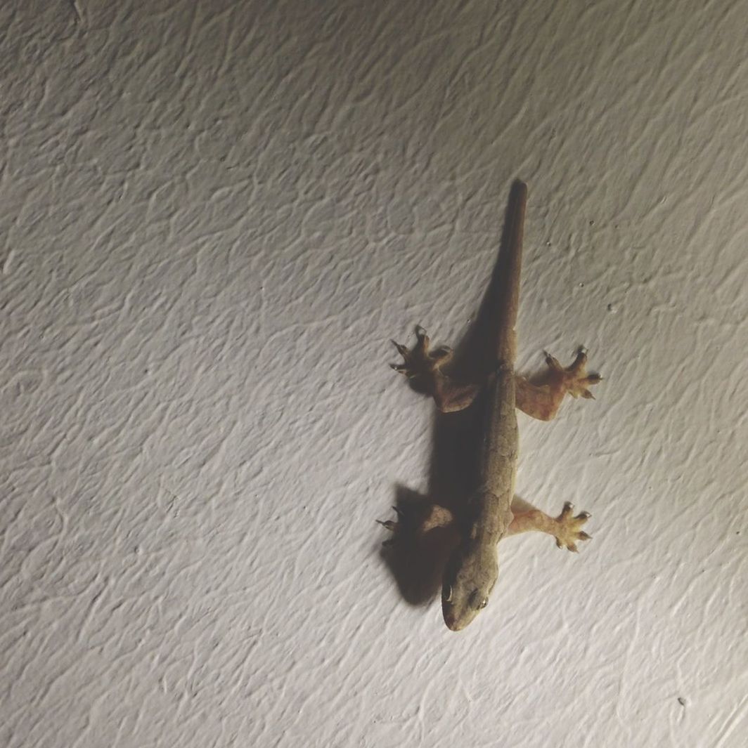 Close-up of lizard on white wall