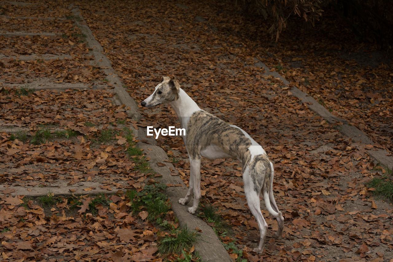 High angle view of a dog on field