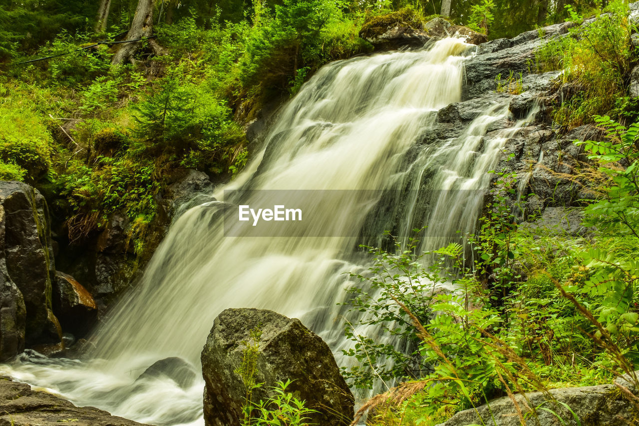 Scenic view of waterfall in forest