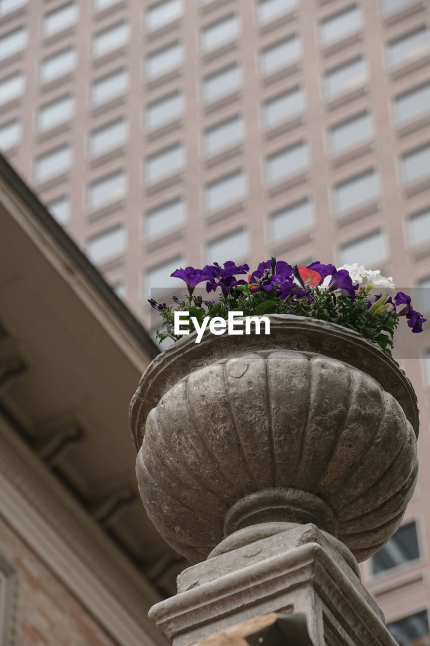 Low angle view of flowers against built structure