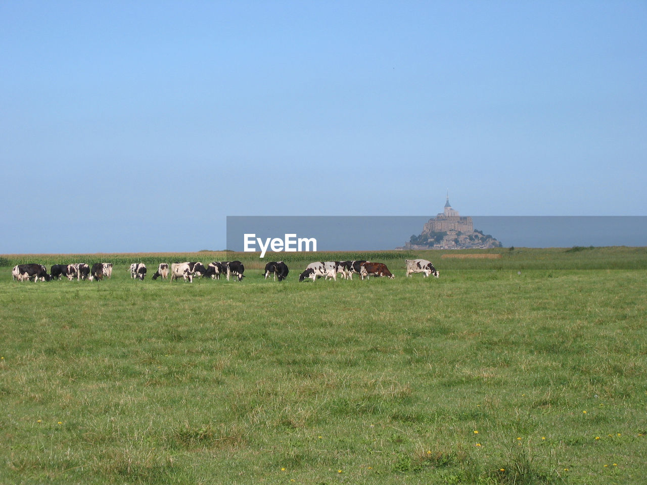 HORSES GRAZING ON FIELD