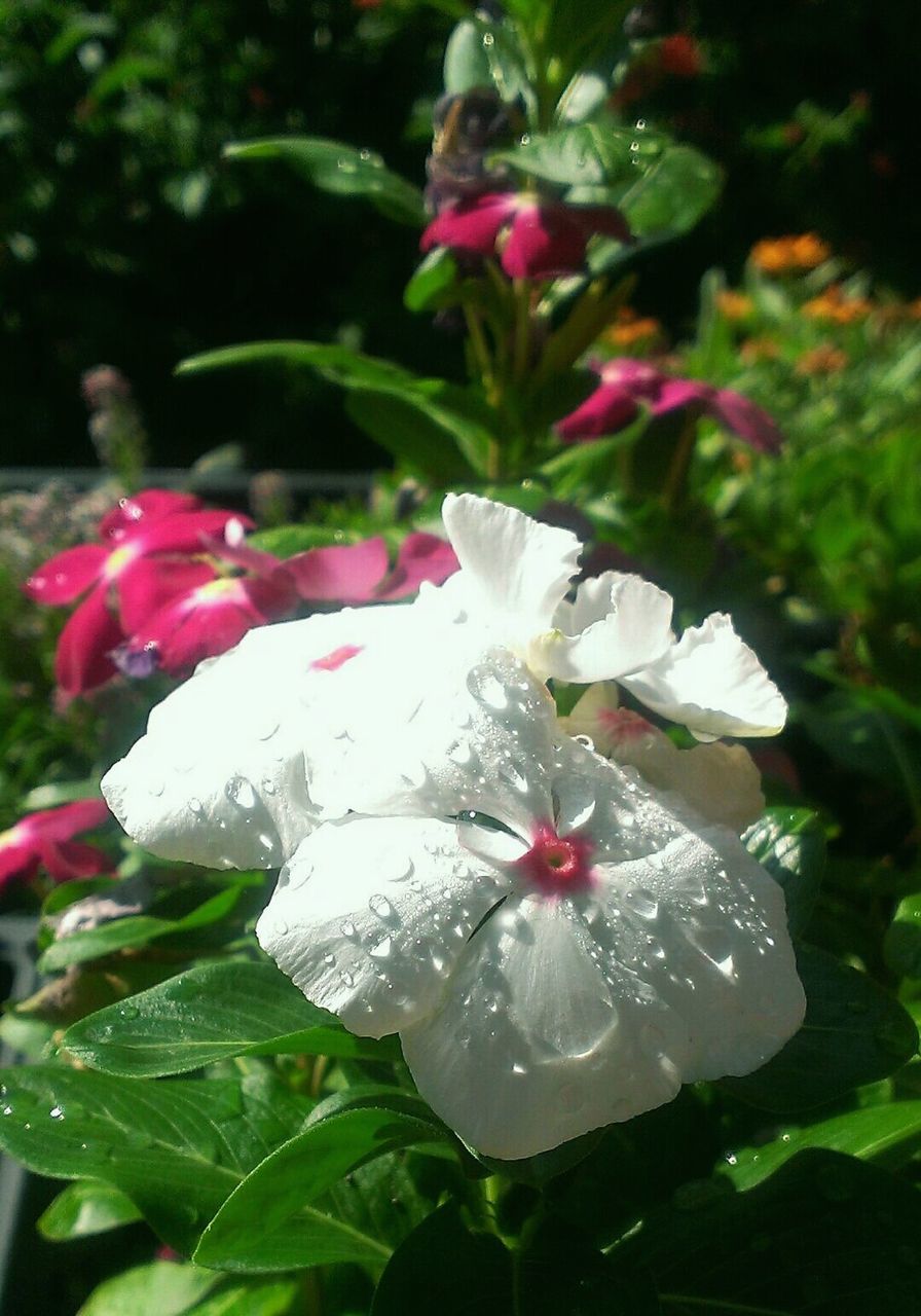 CLOSE-UP OF PINK FLOWERS BLOOMING IN POND