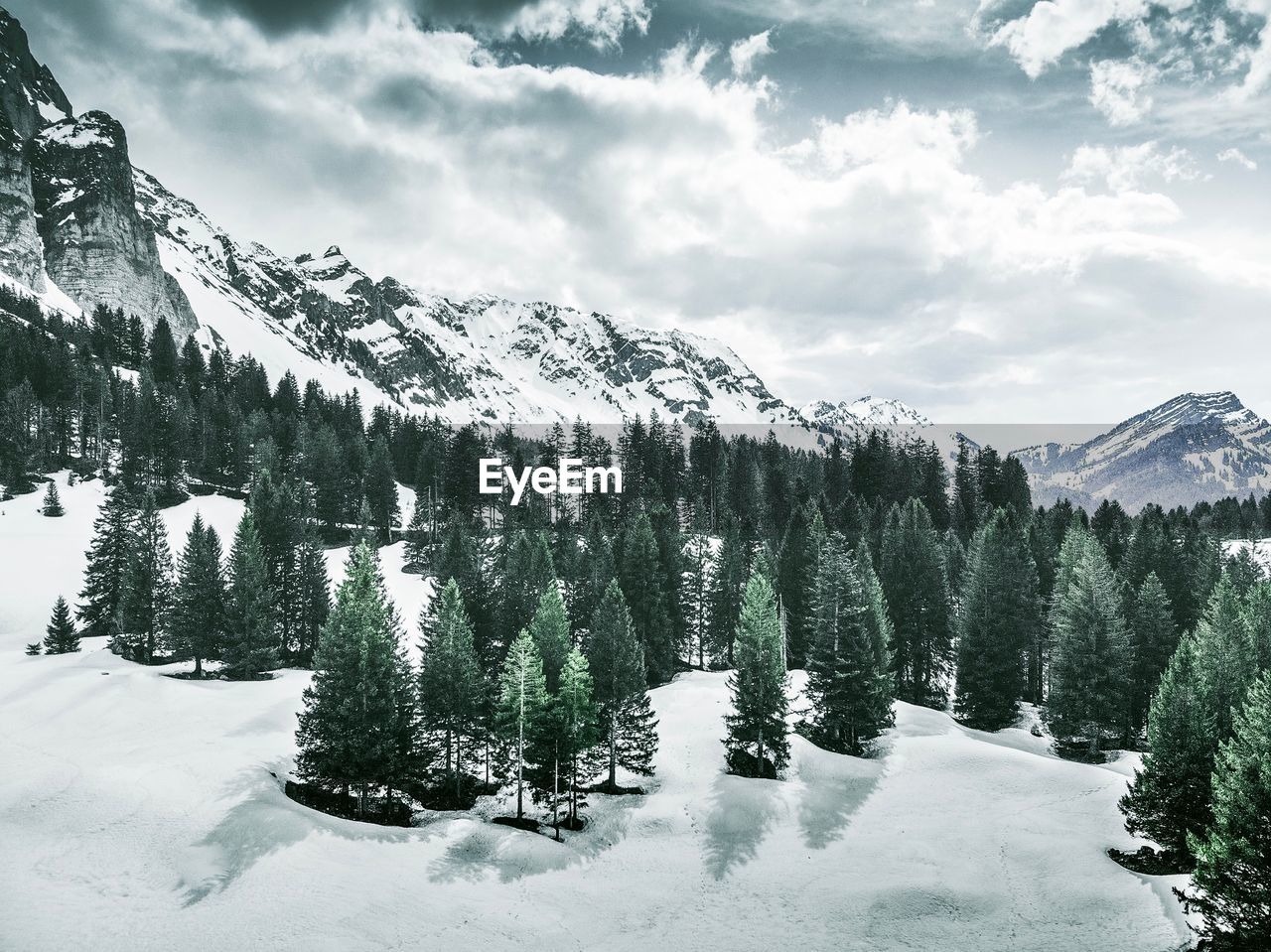 Pine trees on snow covered landscape against sky