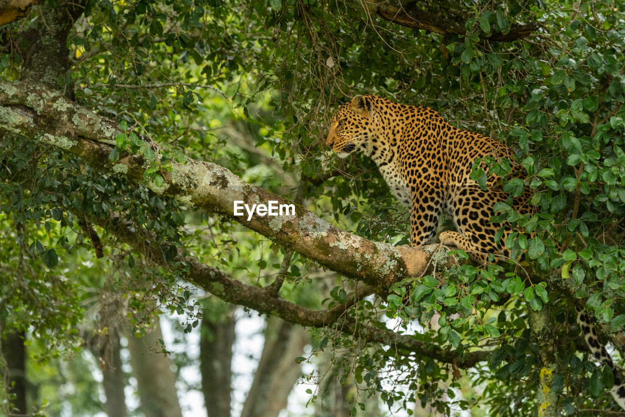 Leopard sits on tree branch looking down