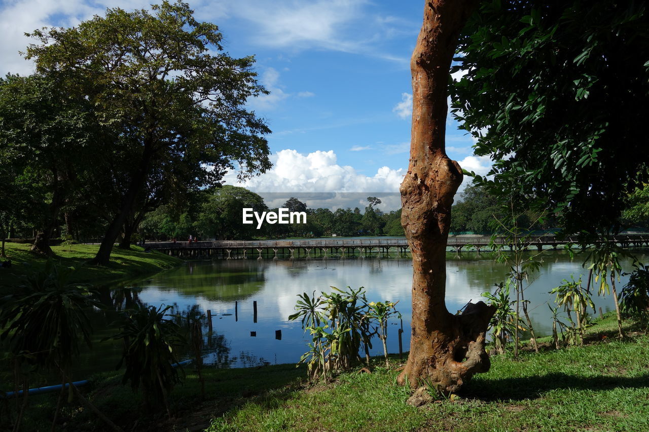 TREES BY LAKE AGAINST SKY