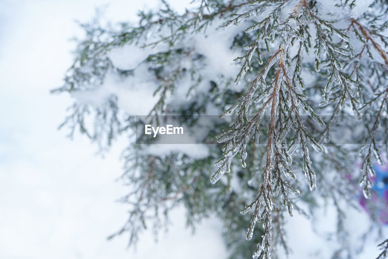 CLOSE-UP OF SNOW COVERED PINE TREE BRANCH
