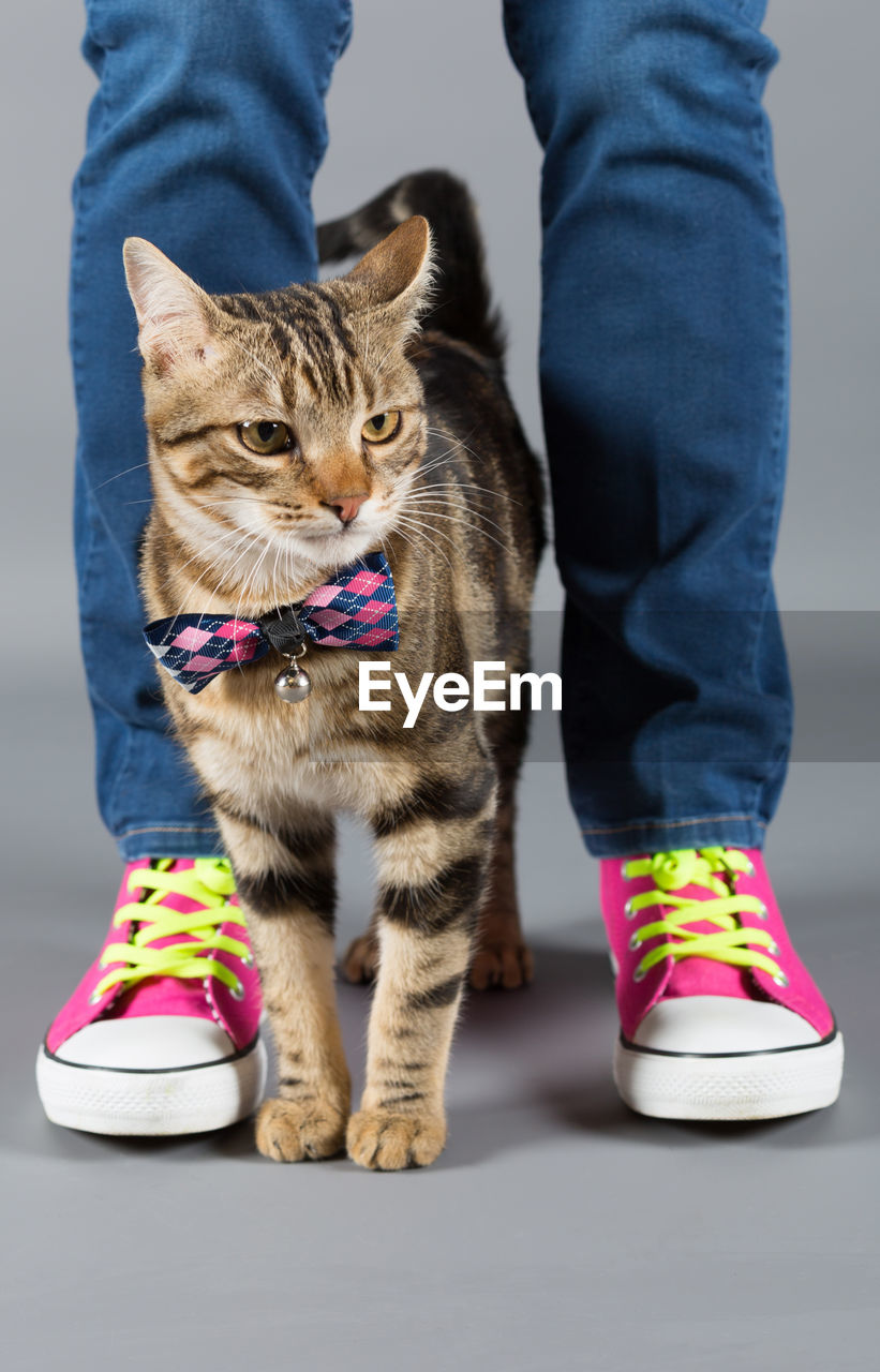 Low section of woman standing with cat on floor