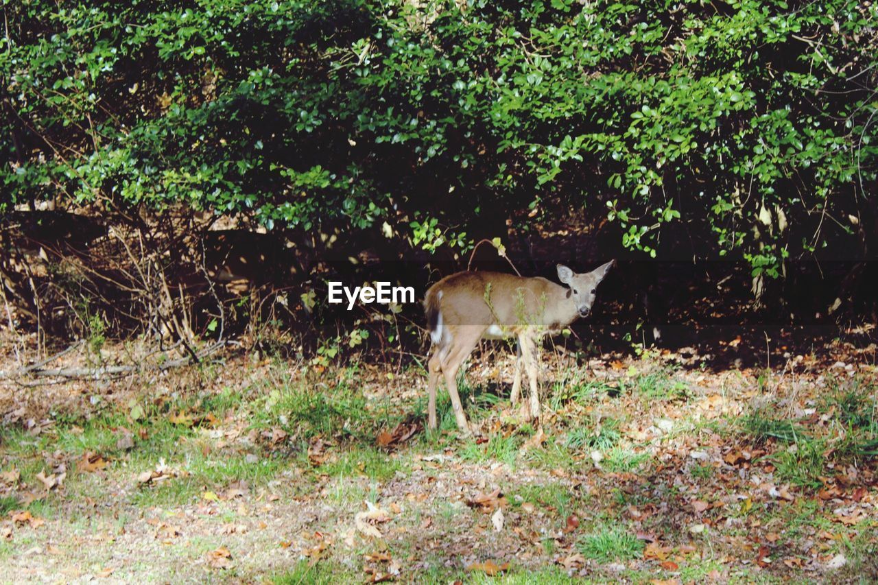 VIEW OF DEER IN FIELD