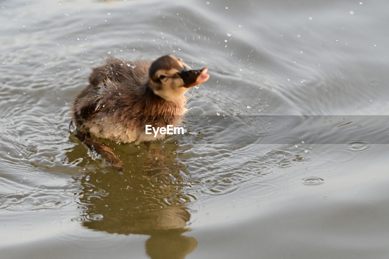 animal themes, animal, bird, duck, water, animal wildlife, one animal, wildlife, water bird, ducks, geese and swans, lake, beak, swimming, nature, no people, young animal, mallard, poultry, day, rippled, reflection, outdoors, wing, close-up, motion, goose, young bird, mammal