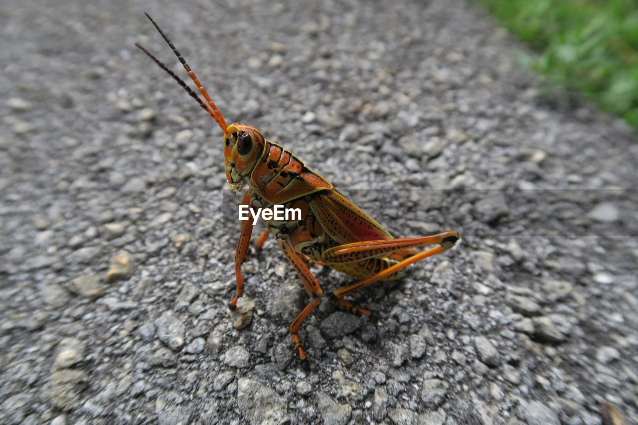 Close-up of insect