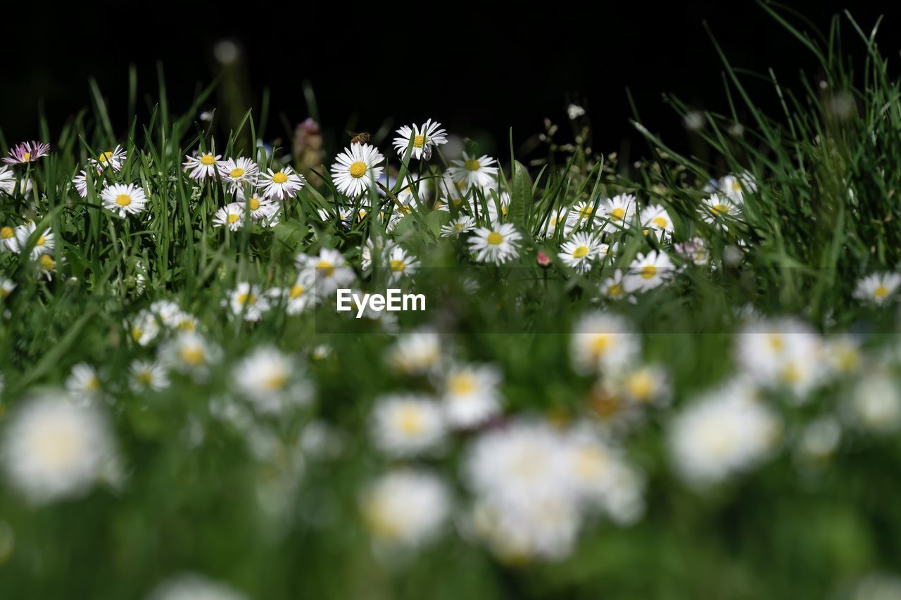 Close-up of white flowering plants on field