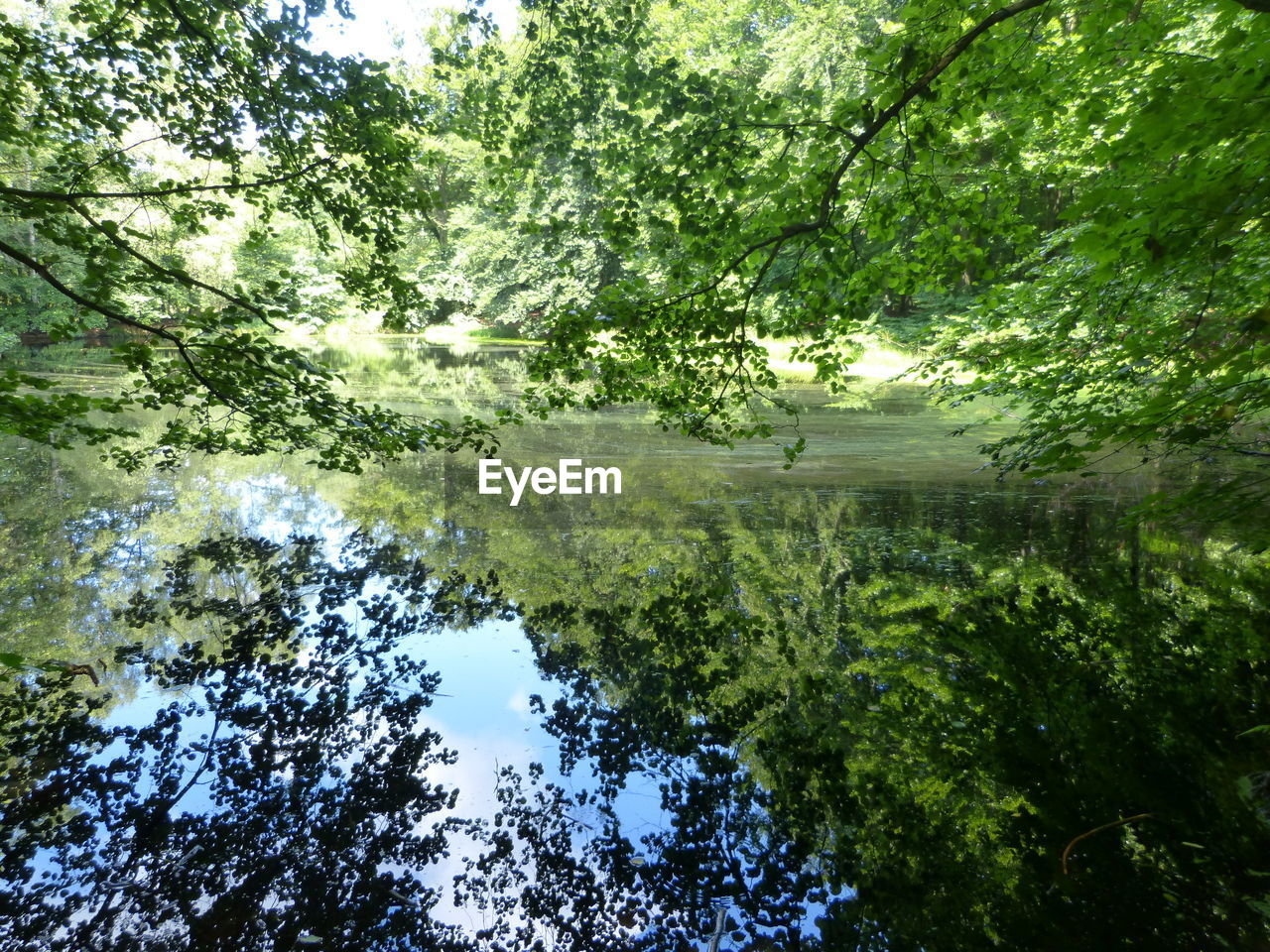 Reflection of trees in lake against sky