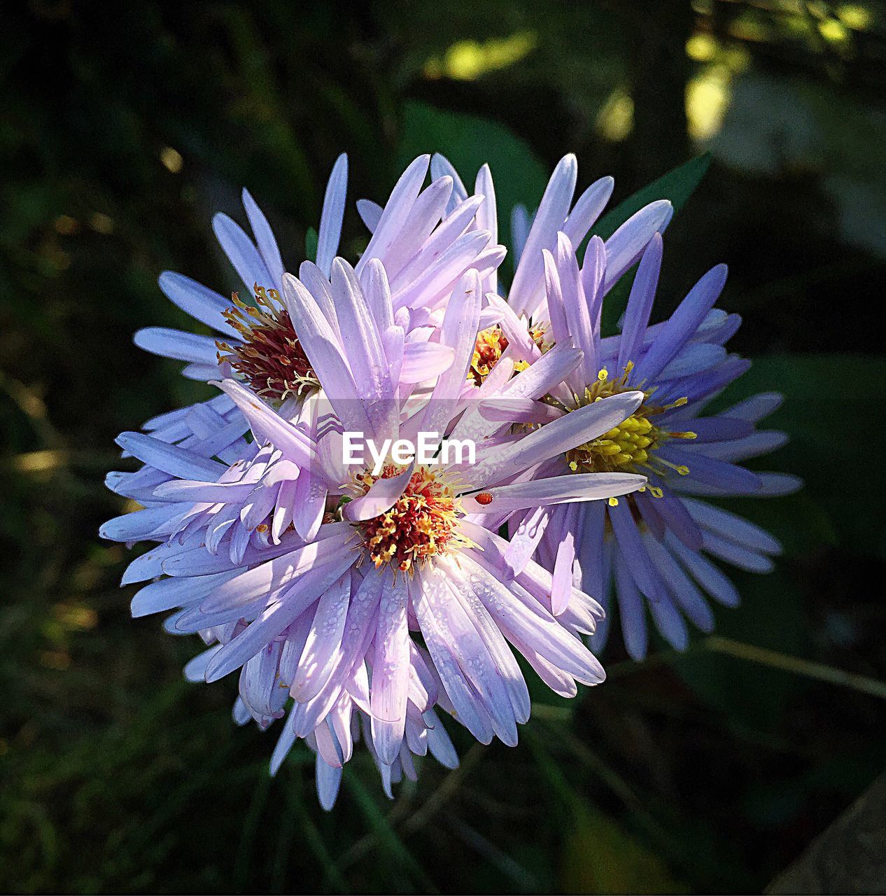 CLOSE-UP OF BUMBLEBEE ON FLOWER