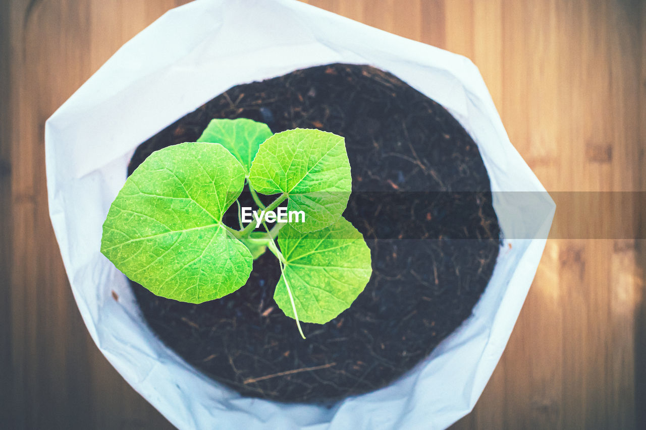 High angle view of small potted plant leaves