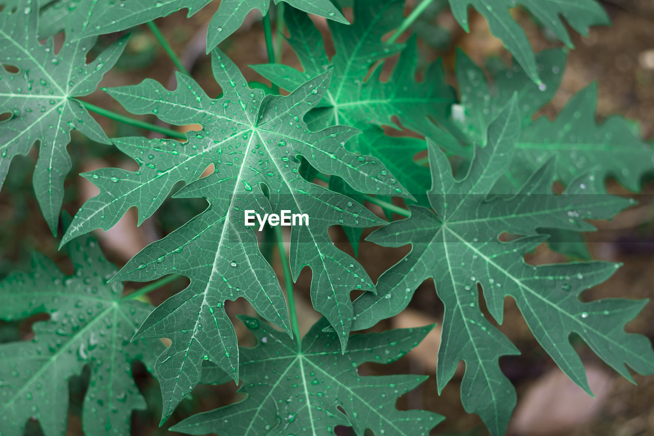 Tropical leaves, blue-green leaves, natural leaves