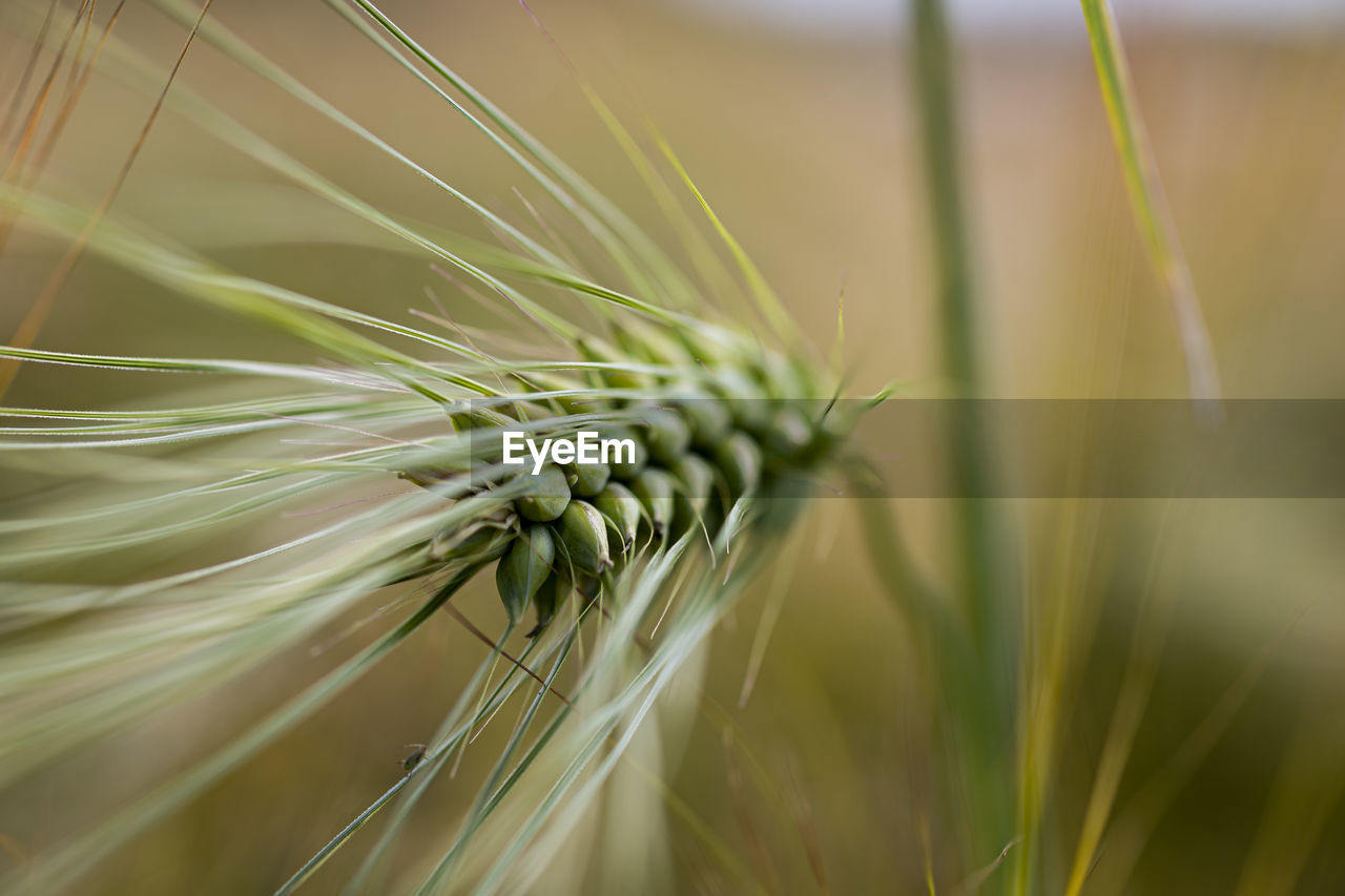 Closeup of barley spike in the field
