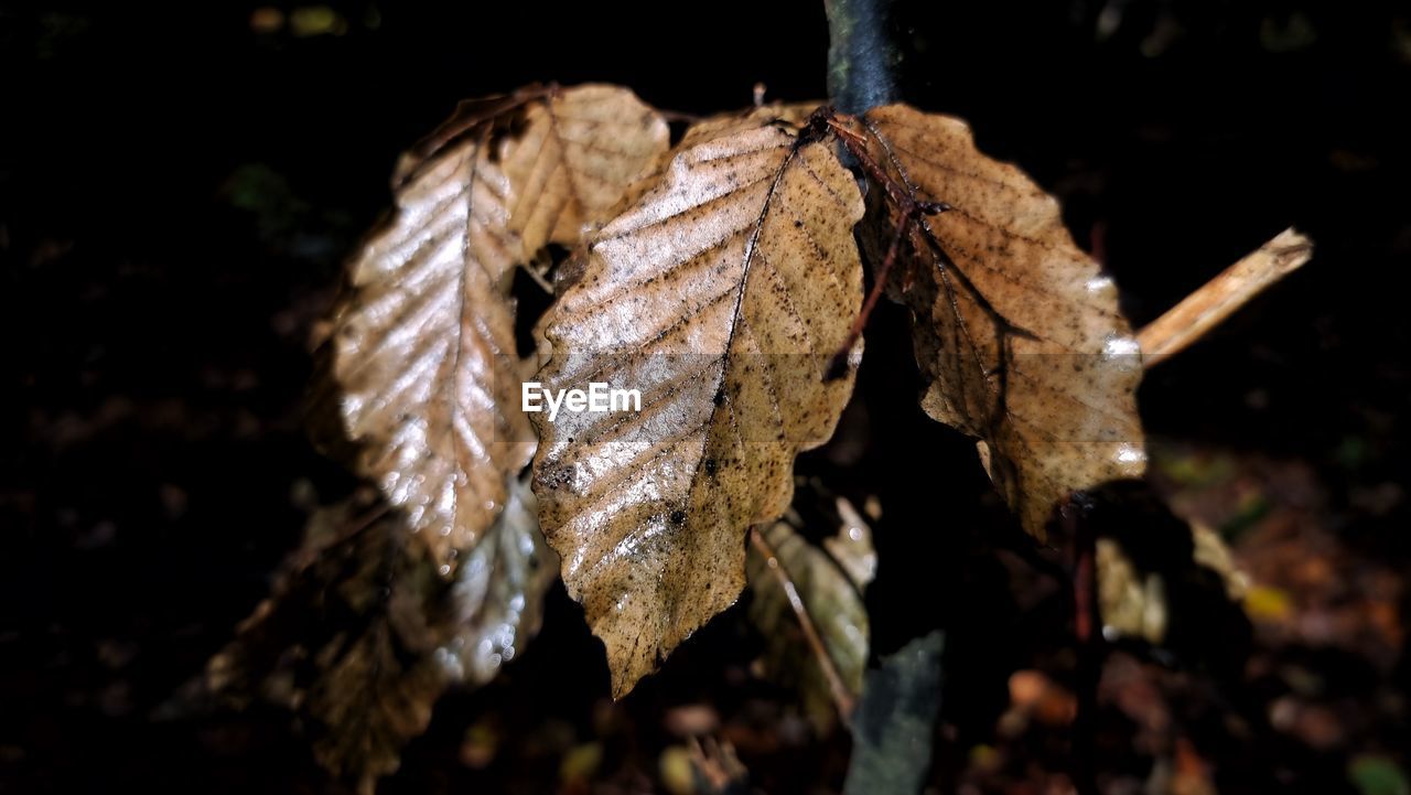 leaf, close-up, macro photography, nature, focus on foreground, no people, tree, branch, dry, hanging, plant part, plant, outdoors, autumn, day, flower, brown