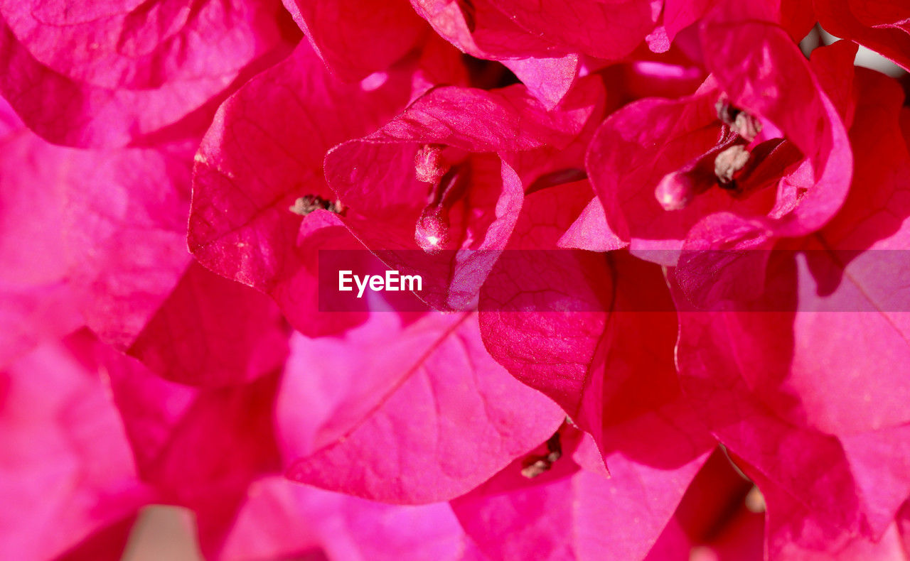 pink, flower, plant, petal, beauty in nature, close-up, flowering plant, red, macro photography, freshness, leaf, no people, nature, fragility, full frame, growth, backgrounds, blossom, flower head, inflorescence, magenta, bougainvillea, outdoors, day, shrub