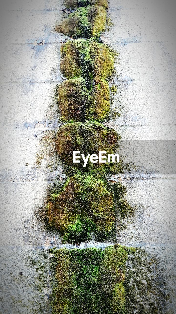 CLOSE-UP OF MOSS GROWING ON PLANT