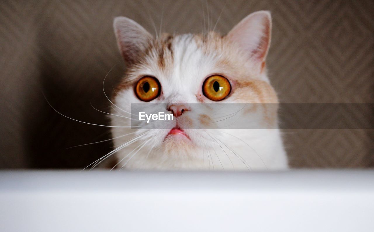 Close-up portrait of cat